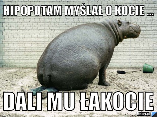 Hipopotam myślał o kocie ... dali mu łakocie