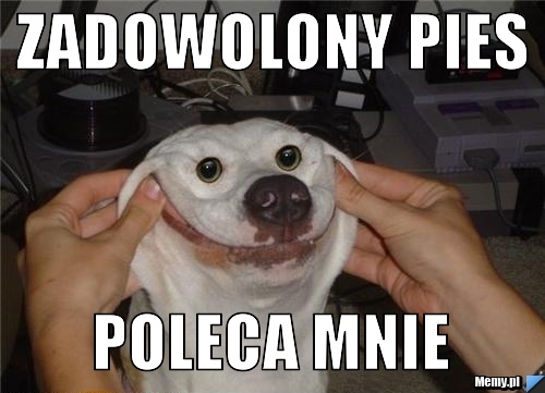Zadowolony pies poleca mnie