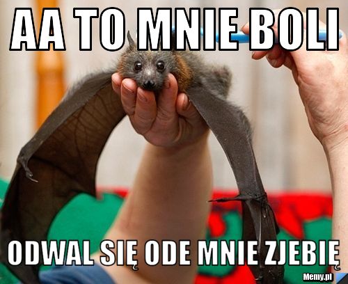 AA to mnie boli odwal się ode mnie Zjebię