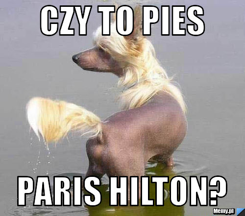 Czy to pies Paris Hilton?