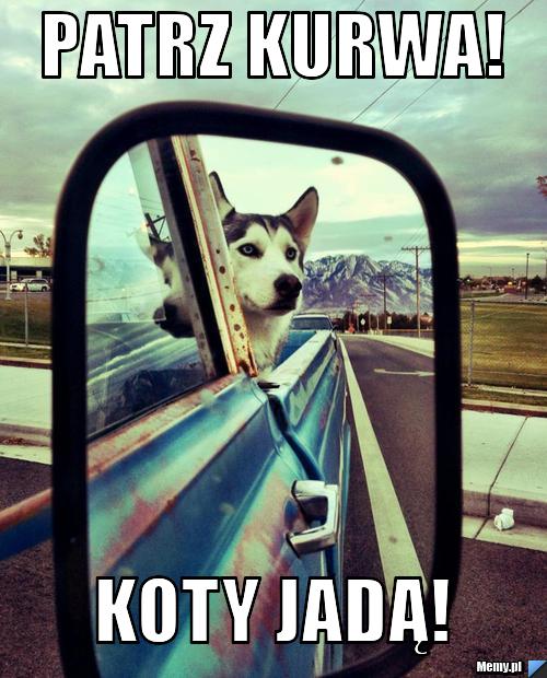 Patrz kurwa! Koty jadą!